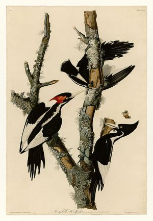 415px-66_Ivory-billed_Woodpecker